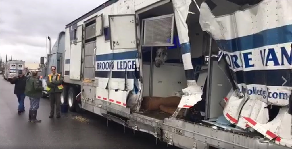 Horse trailer accident