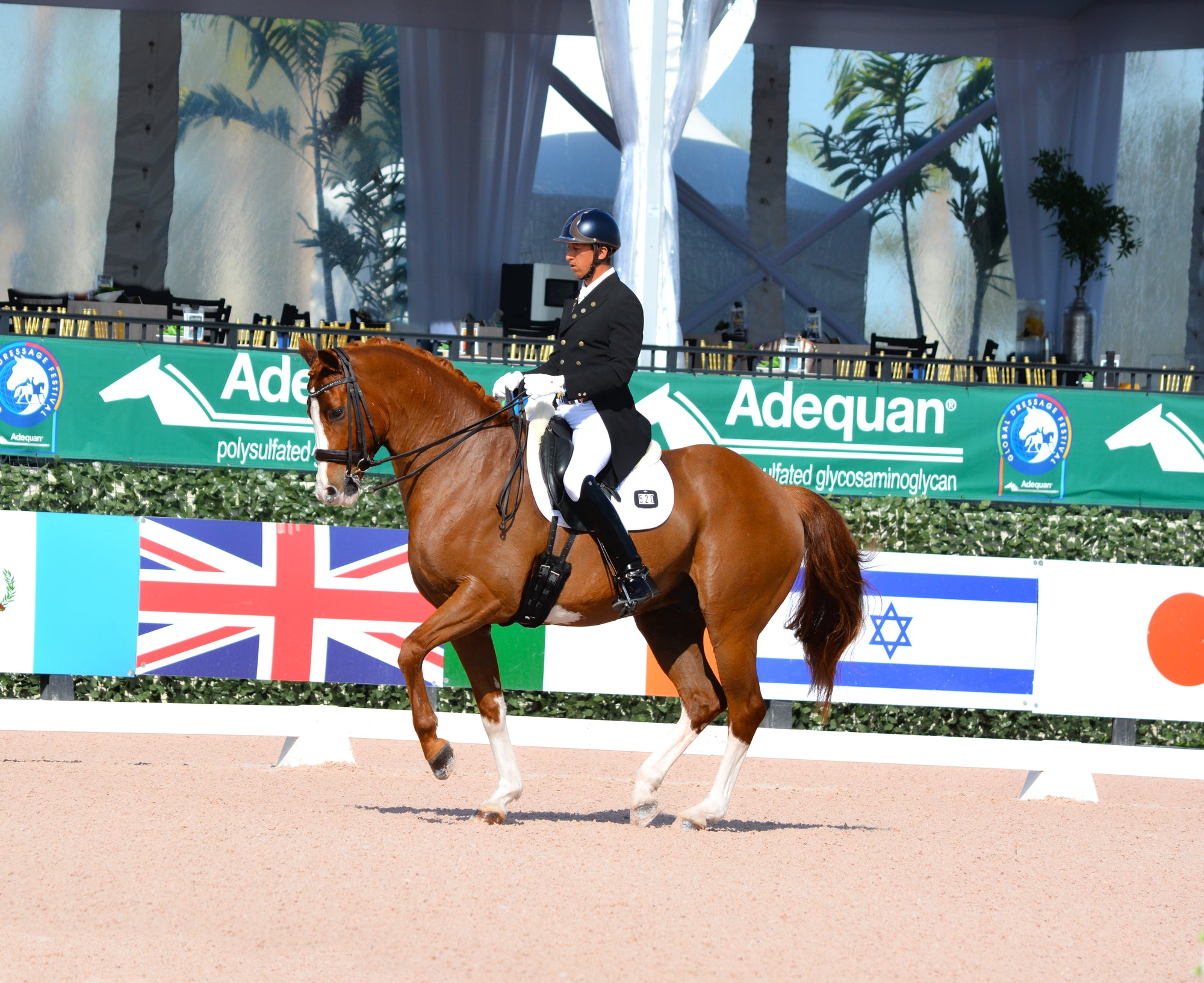 Man competing in dressage with chestnut horse