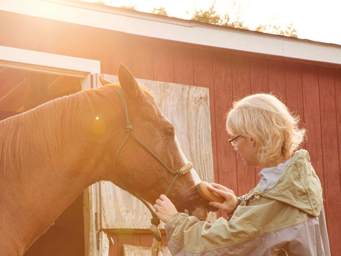 equine therapy horse