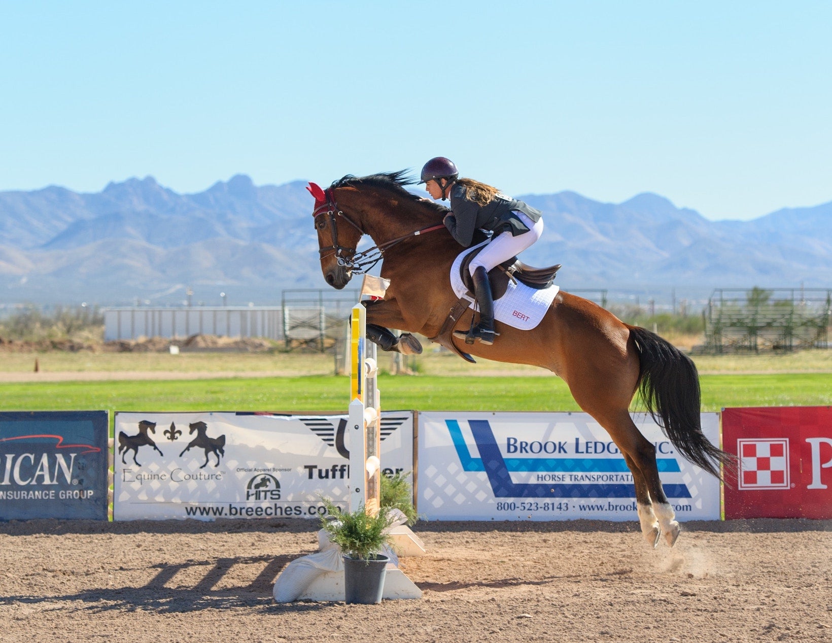 female equestrian show jumping a brown horse