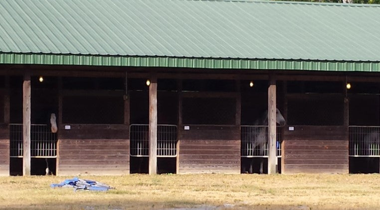 Horse in stalls after evacuating a hurricane