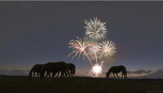 Horses with fireworks in background