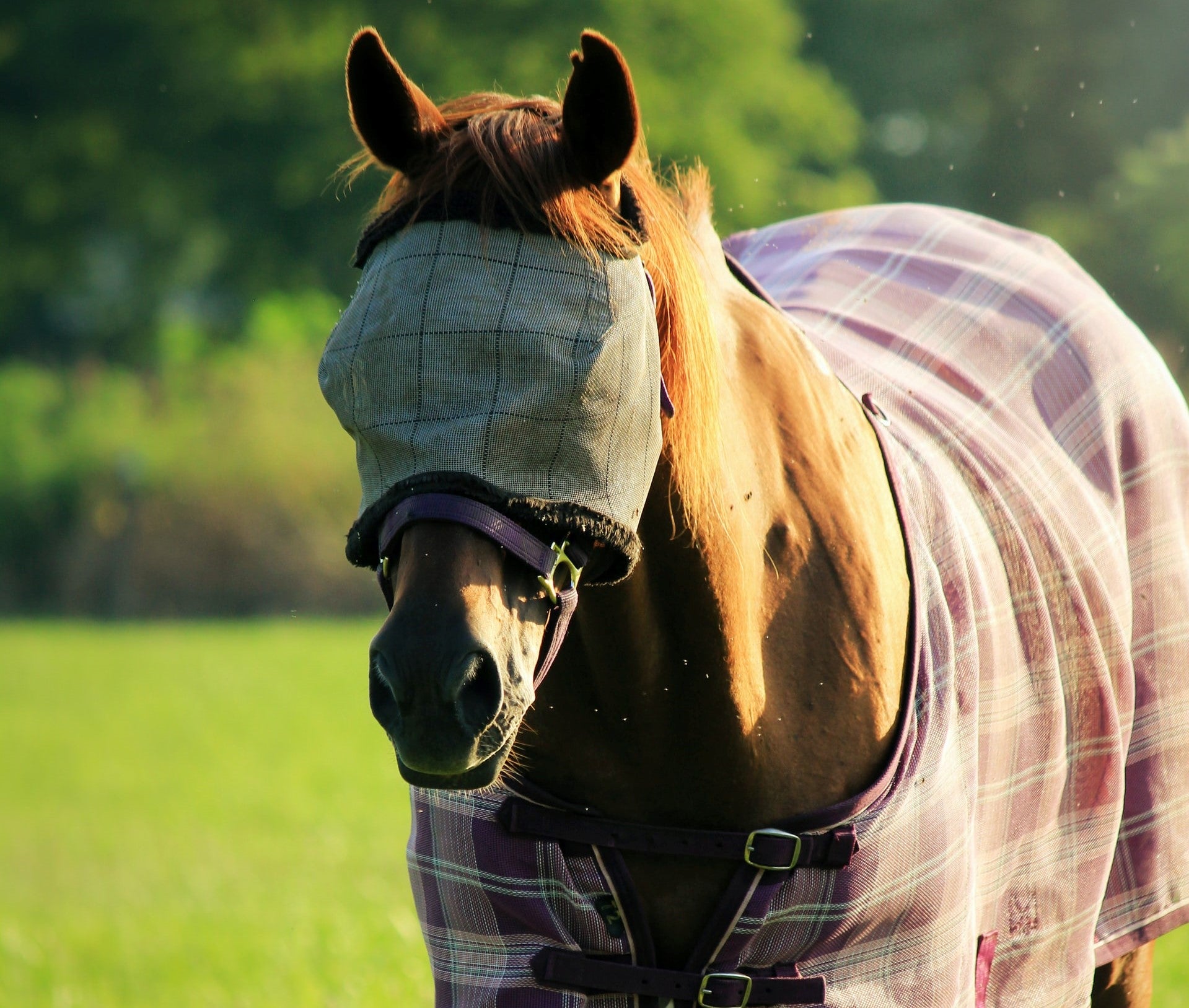 Managing Flies And Pests For Your Horse