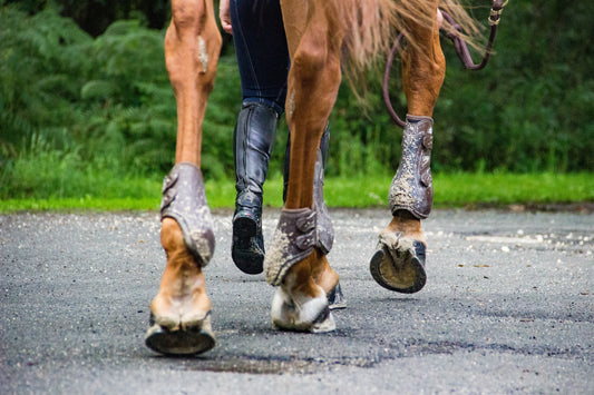 Glue-on horse shoes can be very beneficial for certain horses