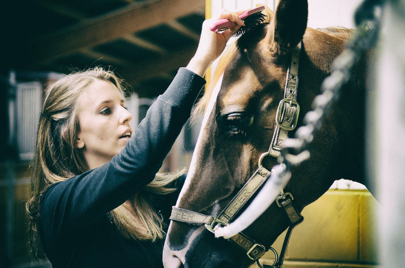 How To Groom Your Horse for Competition (StepbyStep Guide) Farm