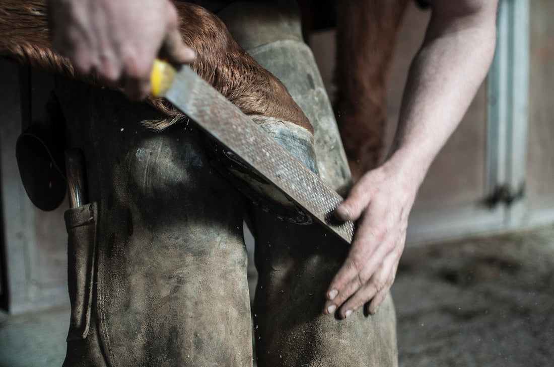 7 Hoof Care Tips for a Healthier Horse