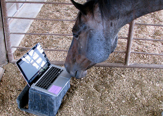 Our Top 13 Horse Accounts To Follow!