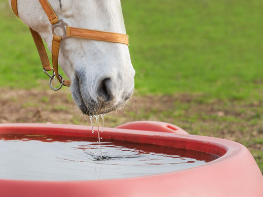 The mouth of a white horse drinking water