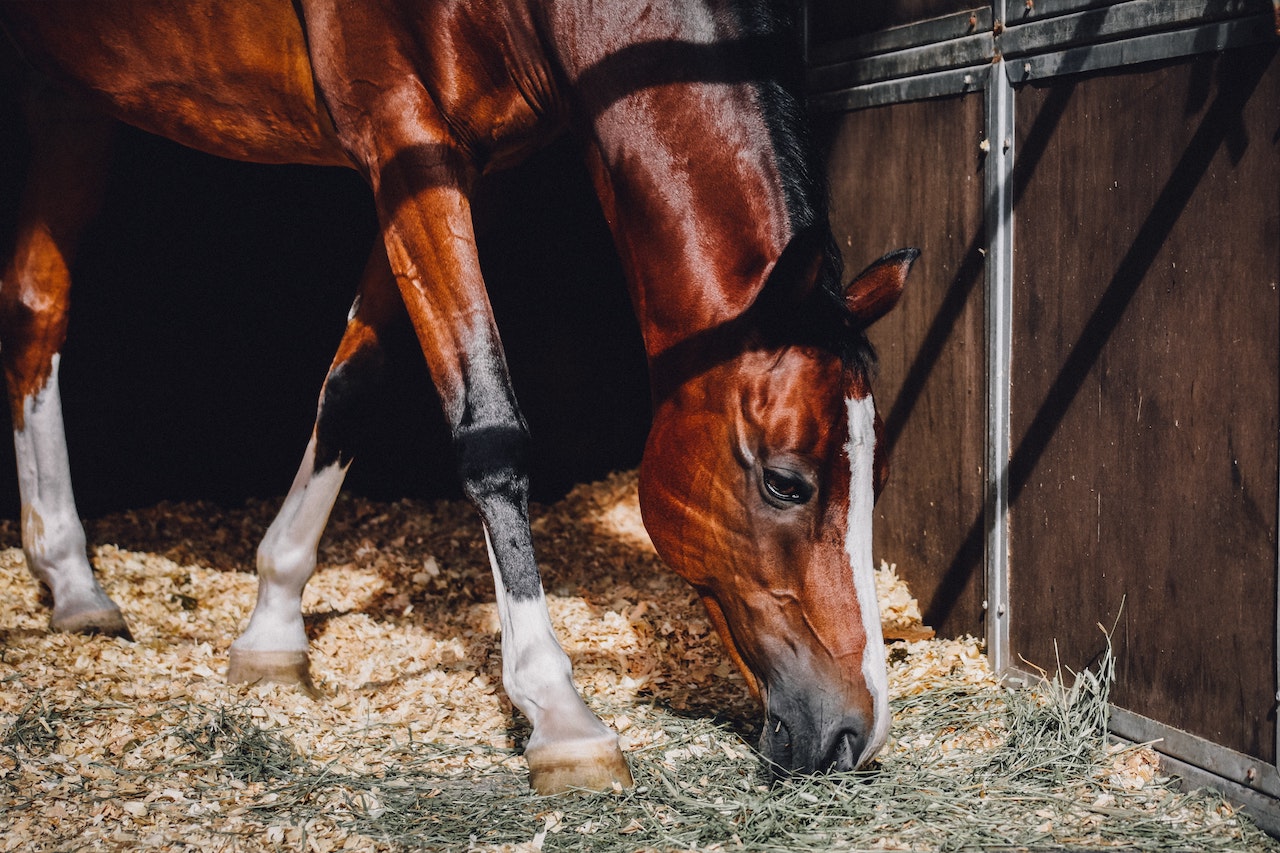 Horse Boarding: Types, Cost, &amp; Other Considerations
