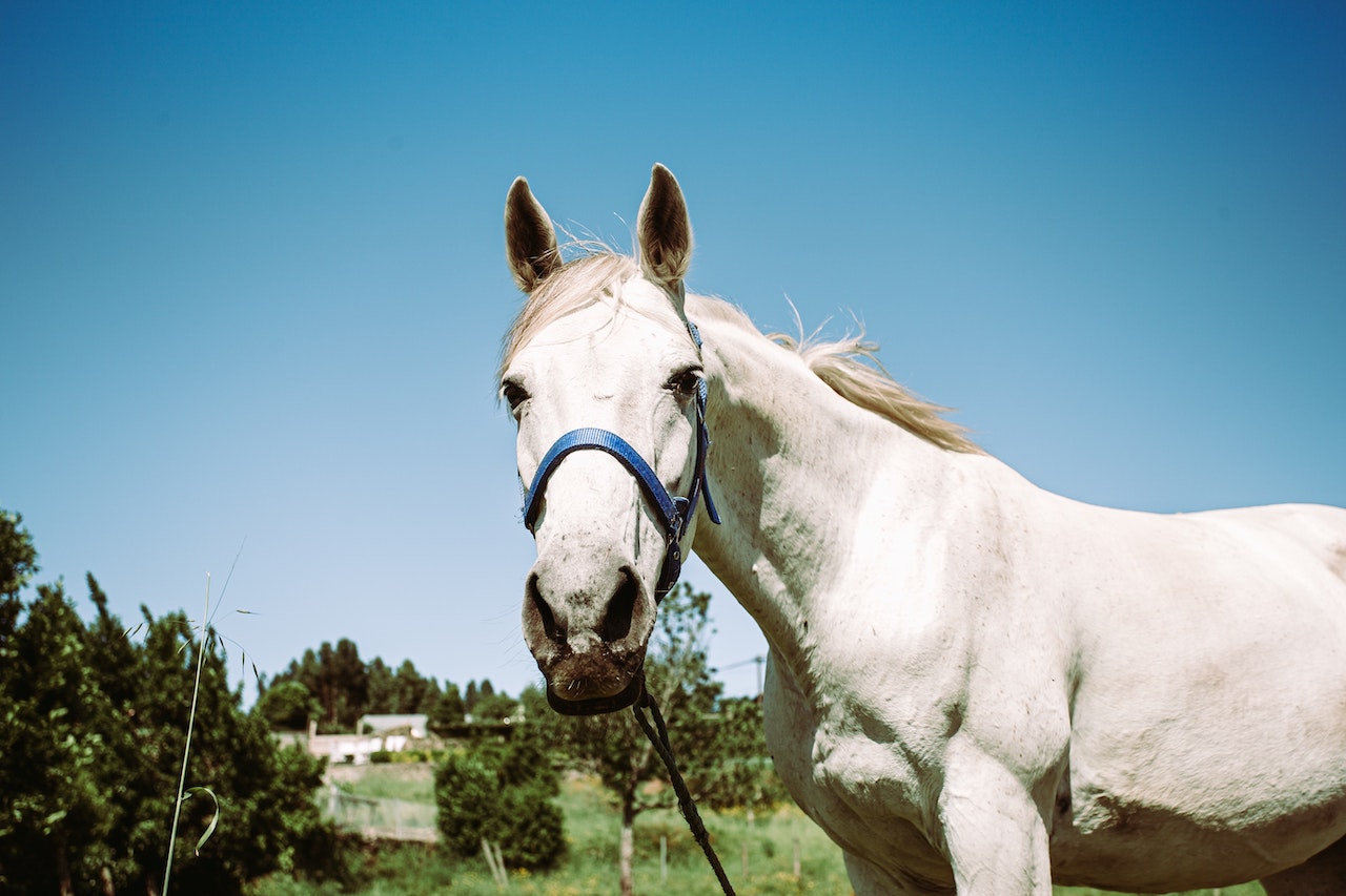 horse with halter