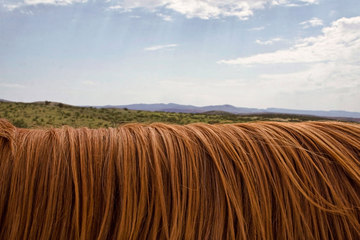 How To Pull Your Horse's Mane