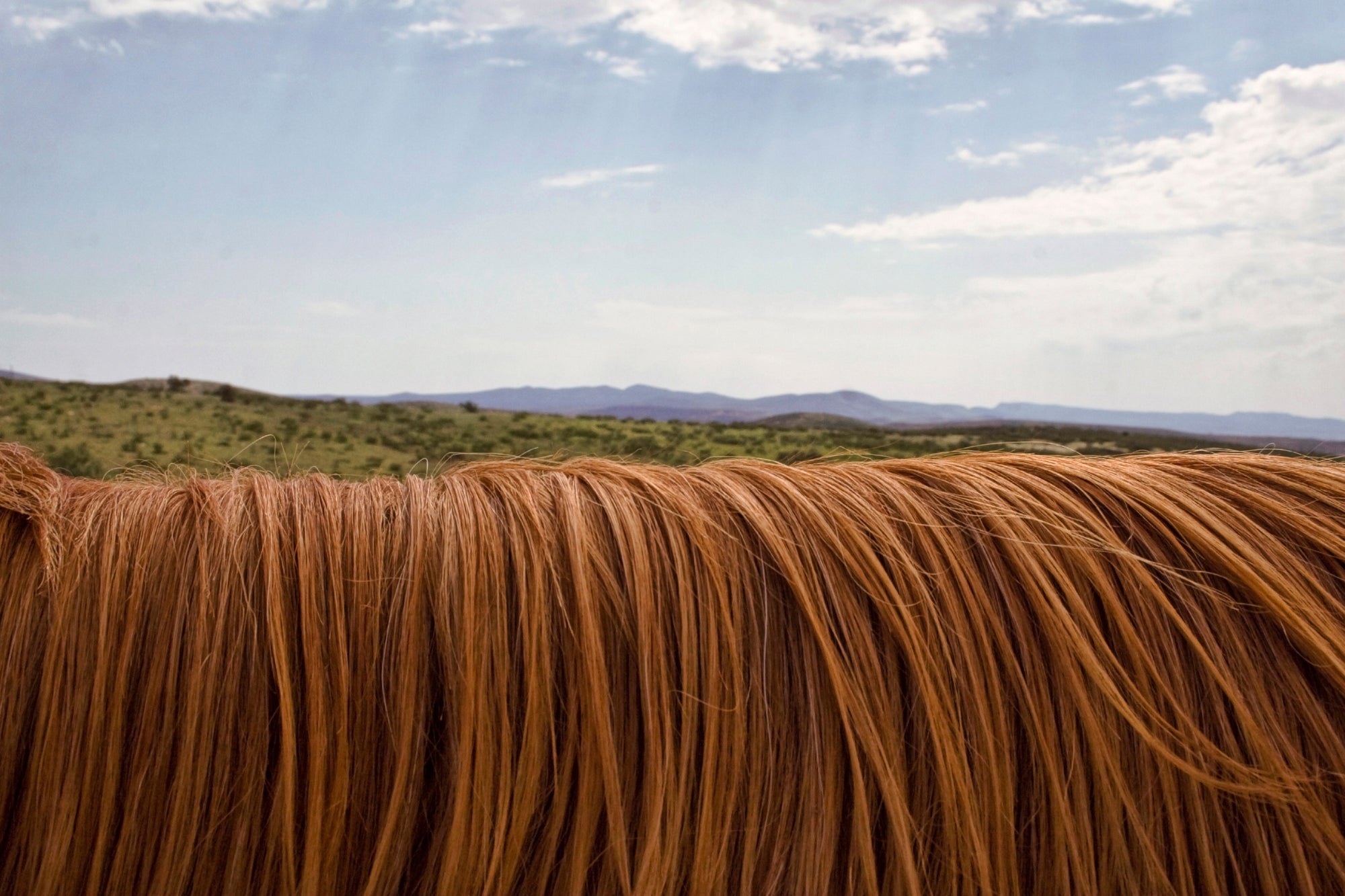 How To Pull A Horse's Mane