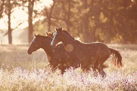 6 Best Fly Sprays for Horses That Really Work