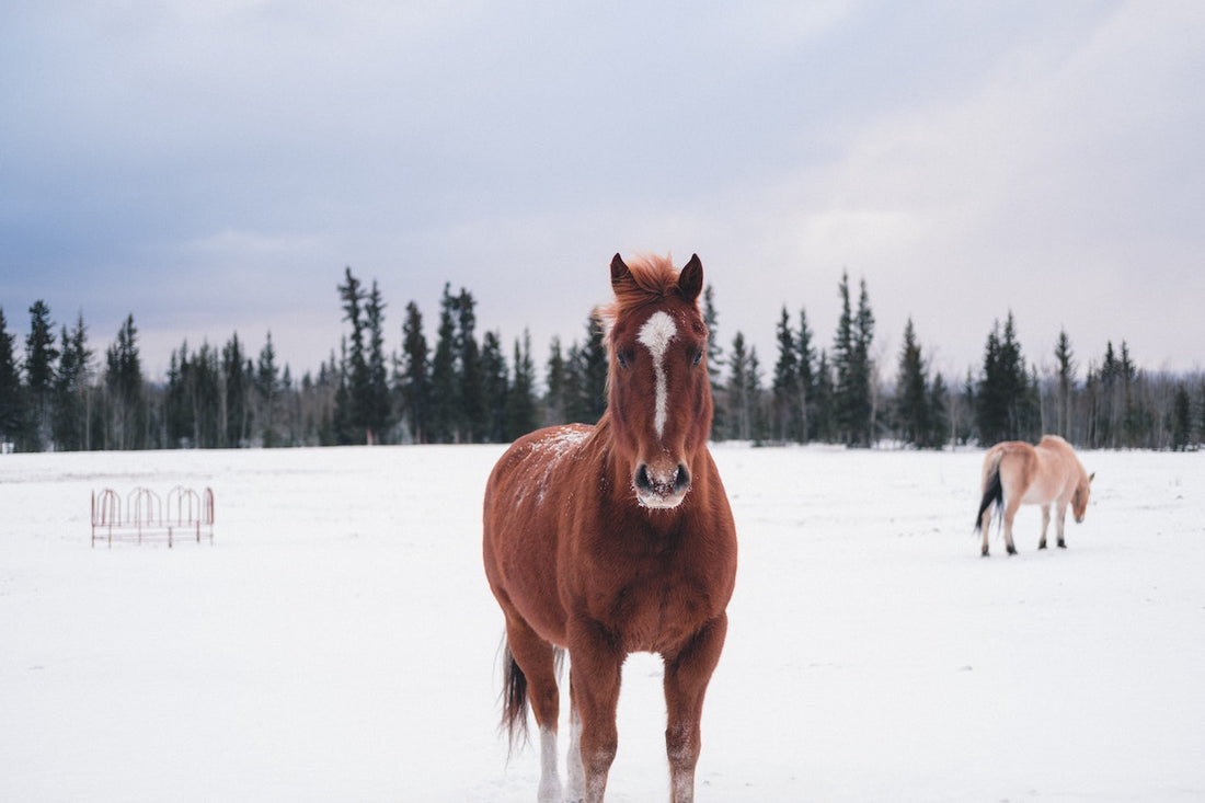 horse in snow covered pasture