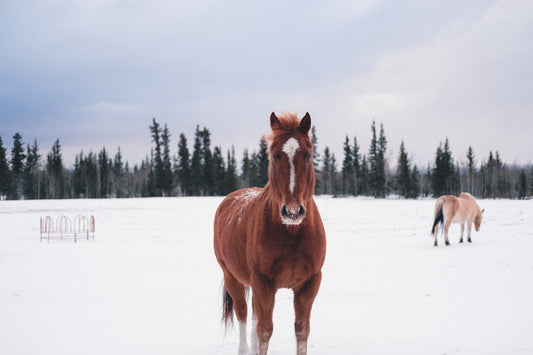 Caring for Your Horse in the Winter