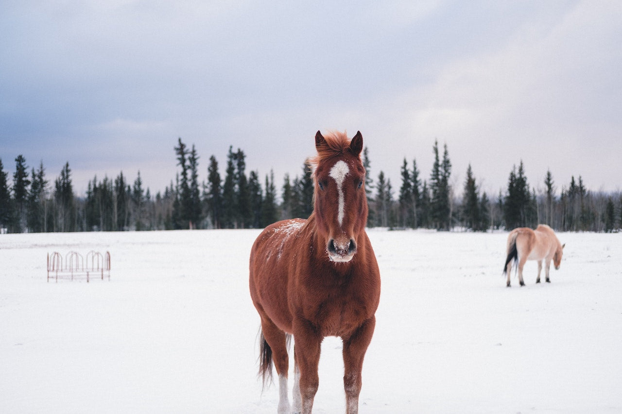 horse in snow covered pasture