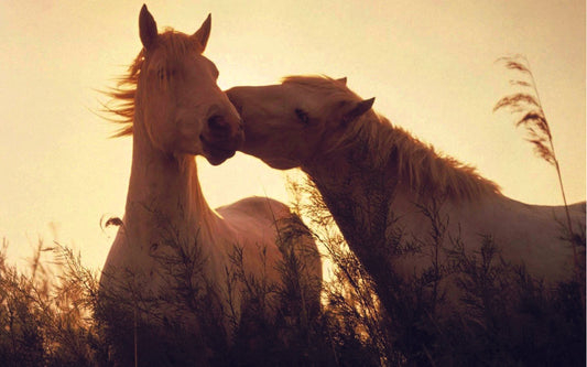 Two horses playing together in a field