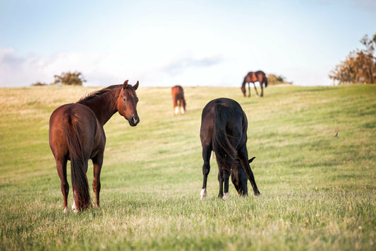 Four horses grazing in a pasture