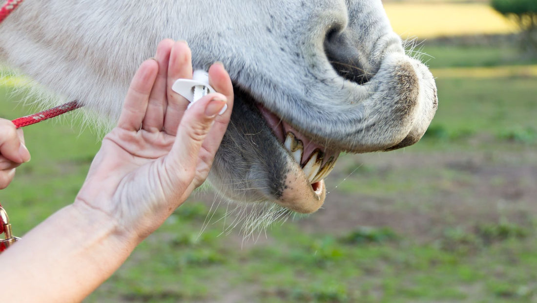horse getting deworming medicine