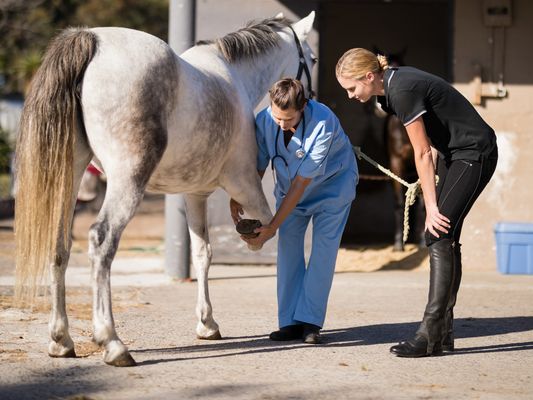 horse getting PPE