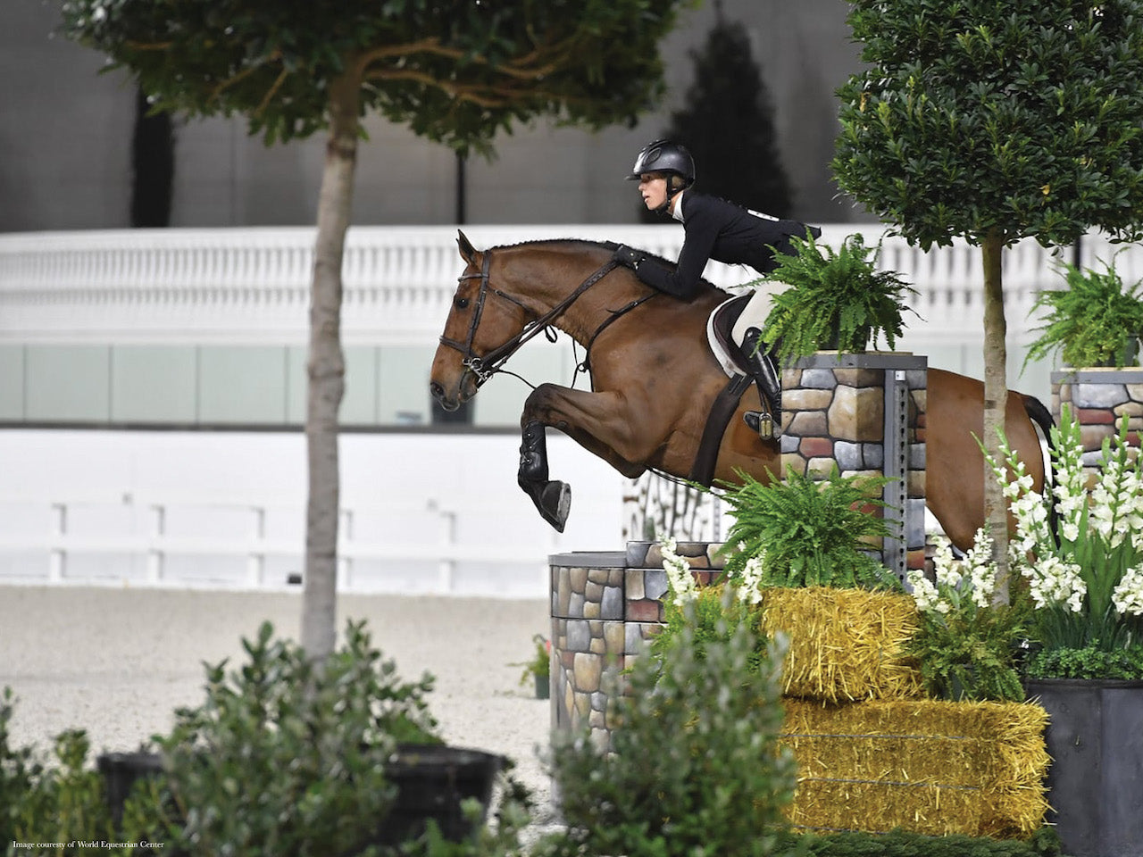 Show Jumping Equestrian