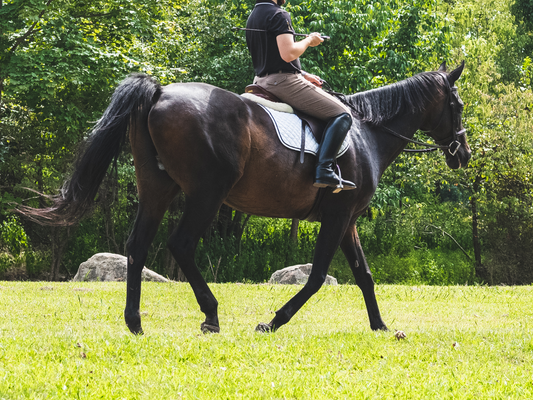 What is a snaffle bit and how is it used for horseback riding?