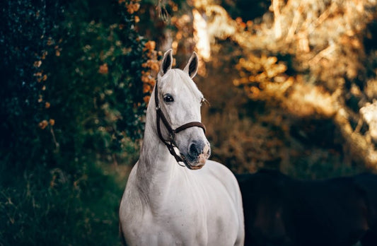 Understanding Ivermectin For Horses