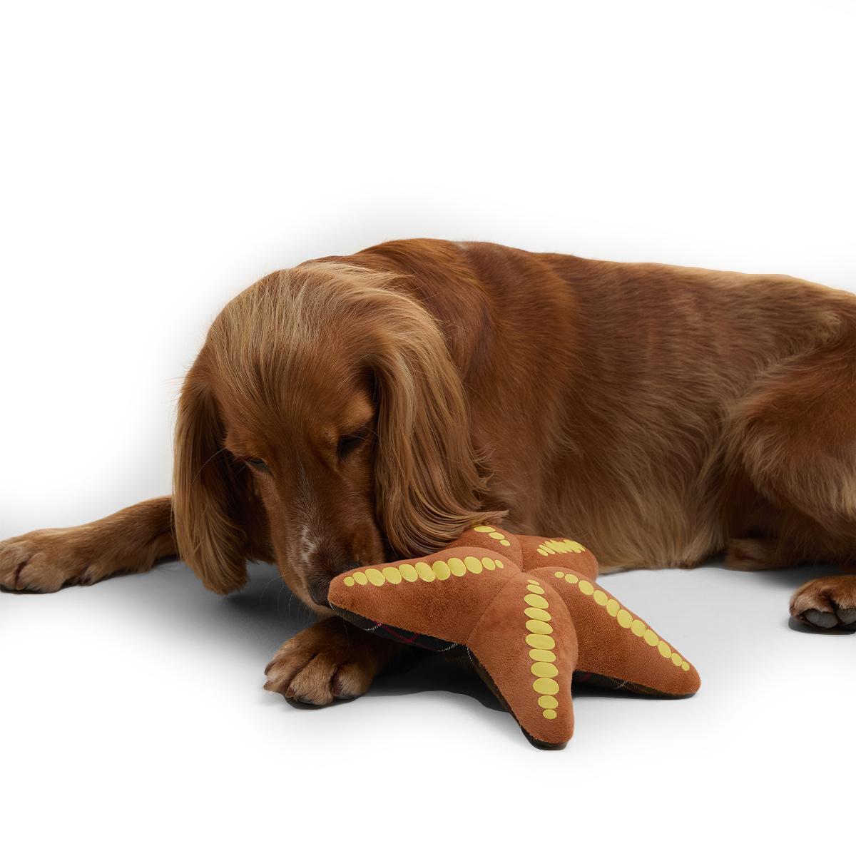 Barbour Starfish Dog Toy
