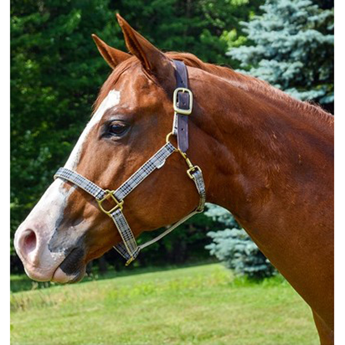 5/A Baker Breakaway Halter with Full Leather Crown-Horse Model-Side View