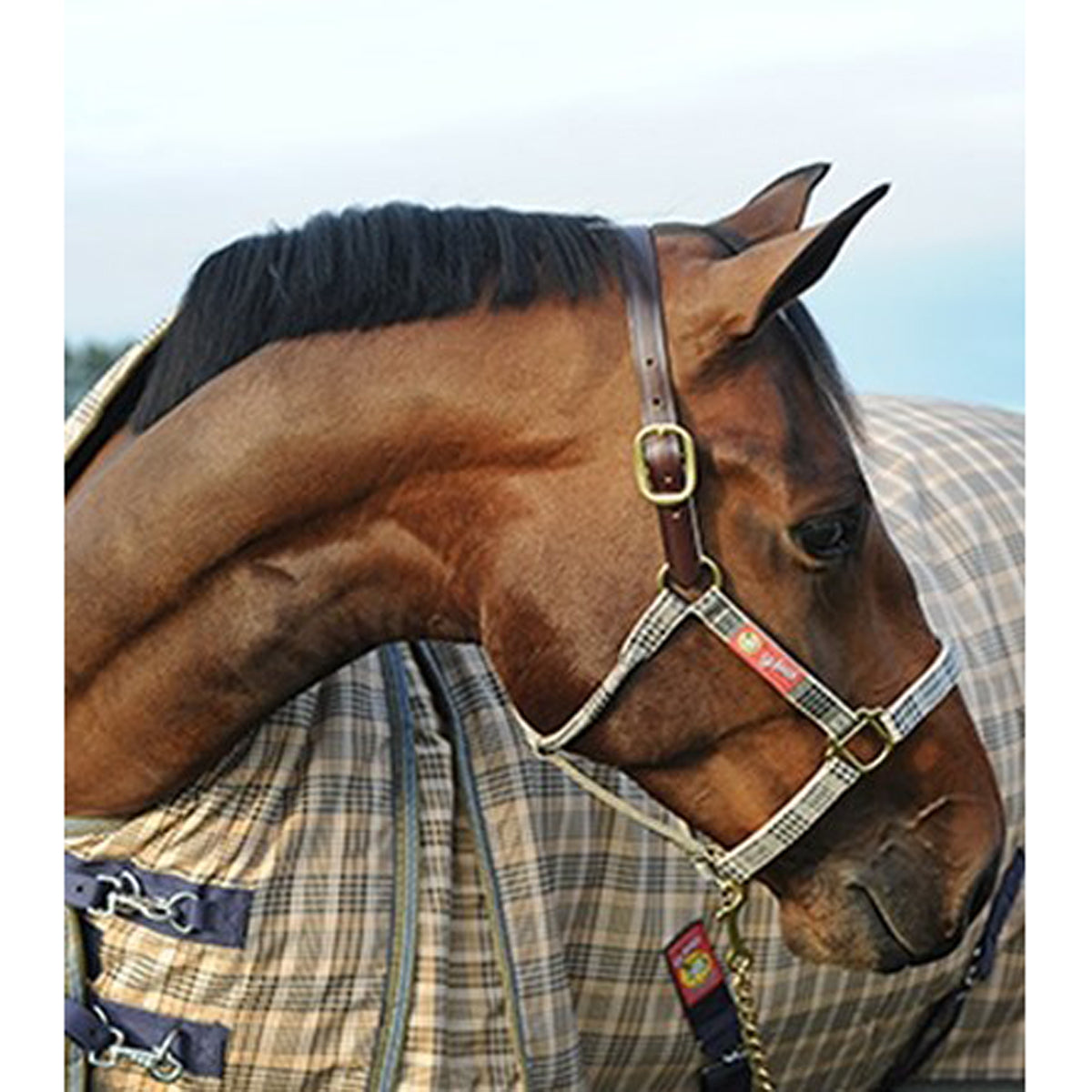 5/A Baker Breakaway Halter with Full Leather Crown-Horse Model-Side View