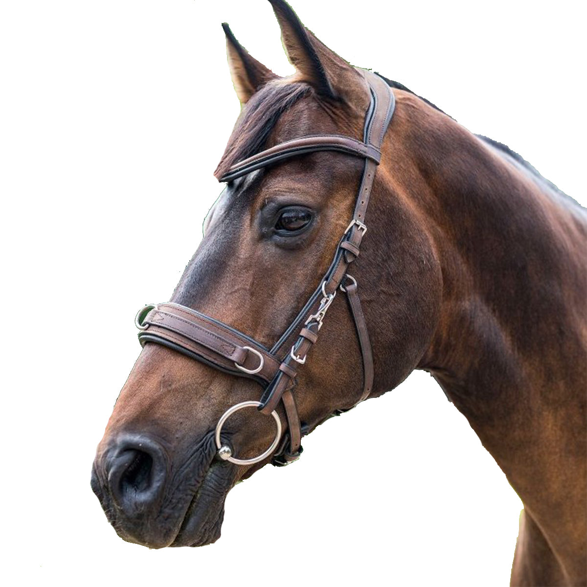 Waldhausen Anatomic Cavesson