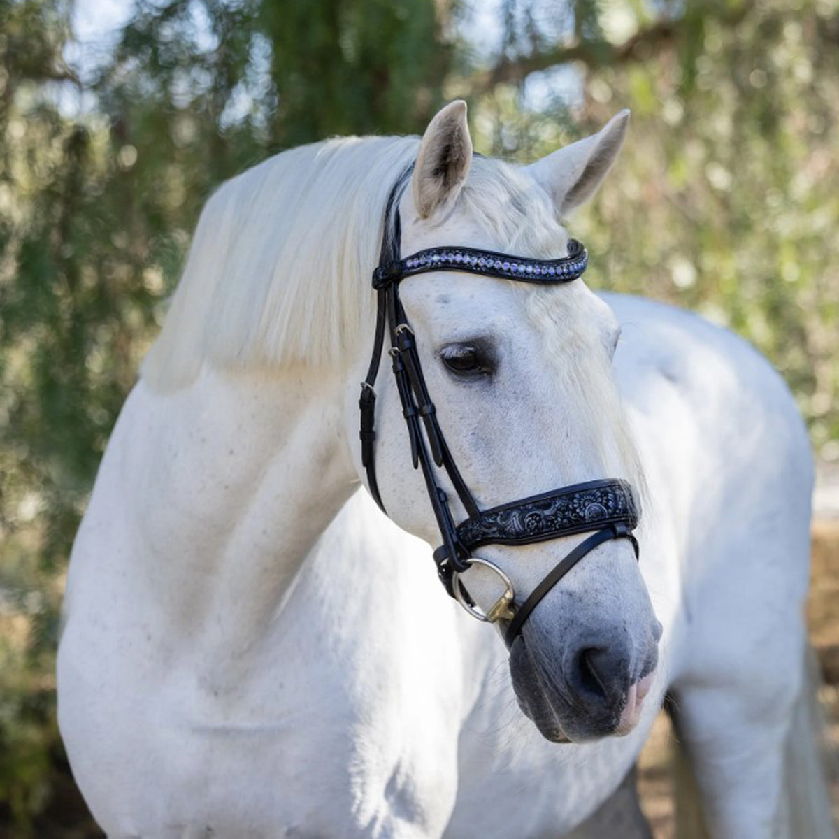 Halter Ego Munich Navy Leather Snaffle Bridle