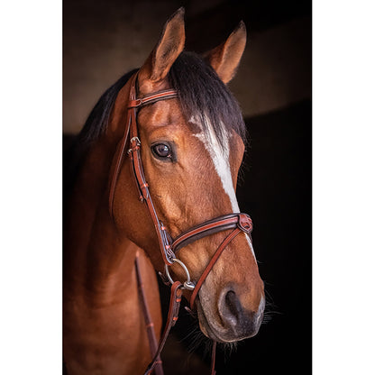 Penelope US Bridle -Sale