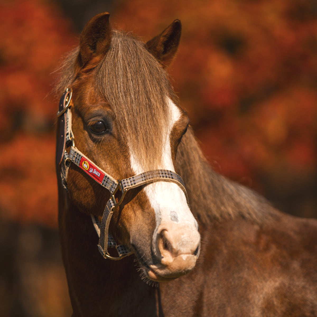 5/A Baker Breakaway Halter with Full Leather Crown-Horse Model-Front View