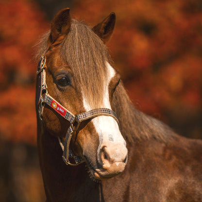 5/A Baker Breakaway Halter with Full Leather Crown-Horse Model-Front View