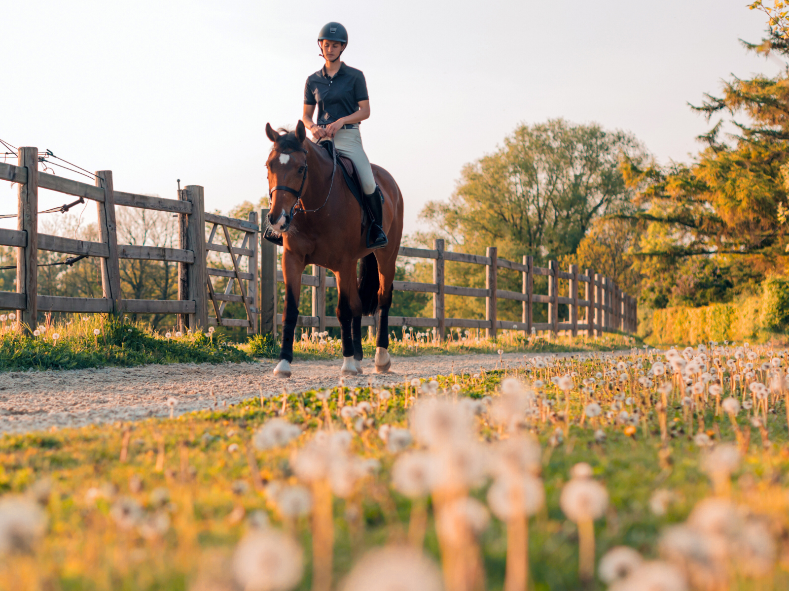 Person riding a horse on a path with a wooden fence and trees in the background