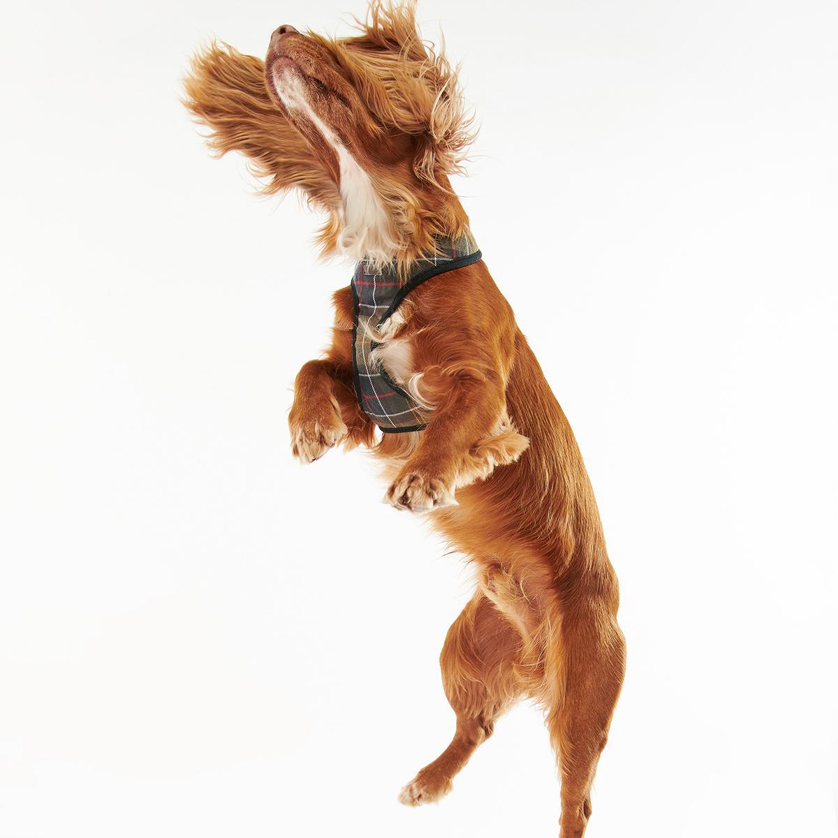 Barbour Tartan Dog Harness