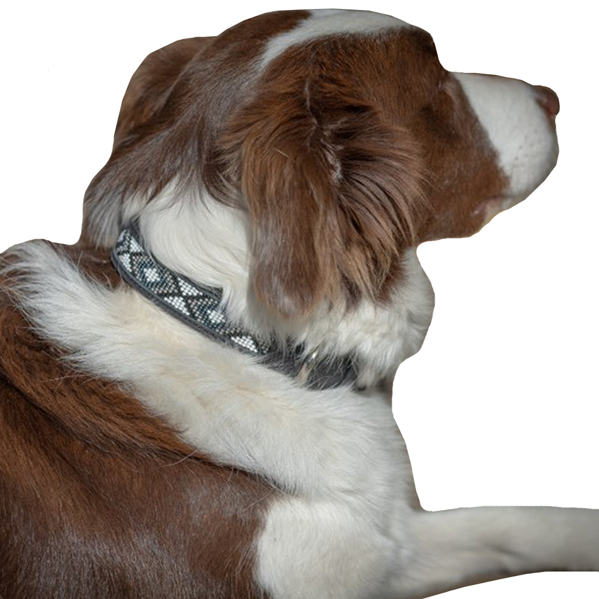 Penelope Pearl Dog Collar | Farm House Tack