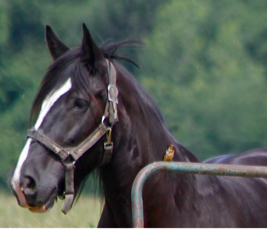 AxDeTrump IXU Corset - Best Seller