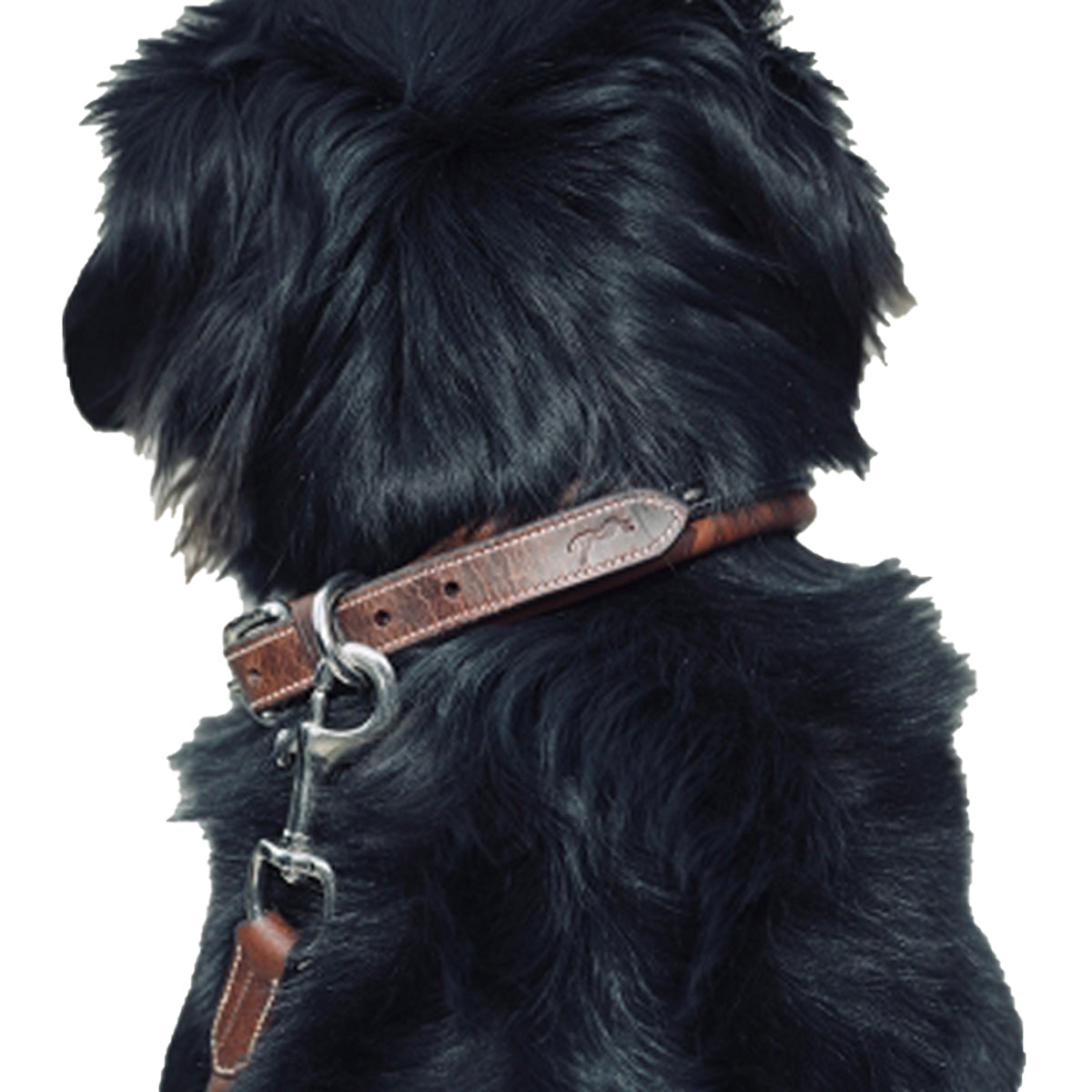 Penelope Dog Collar