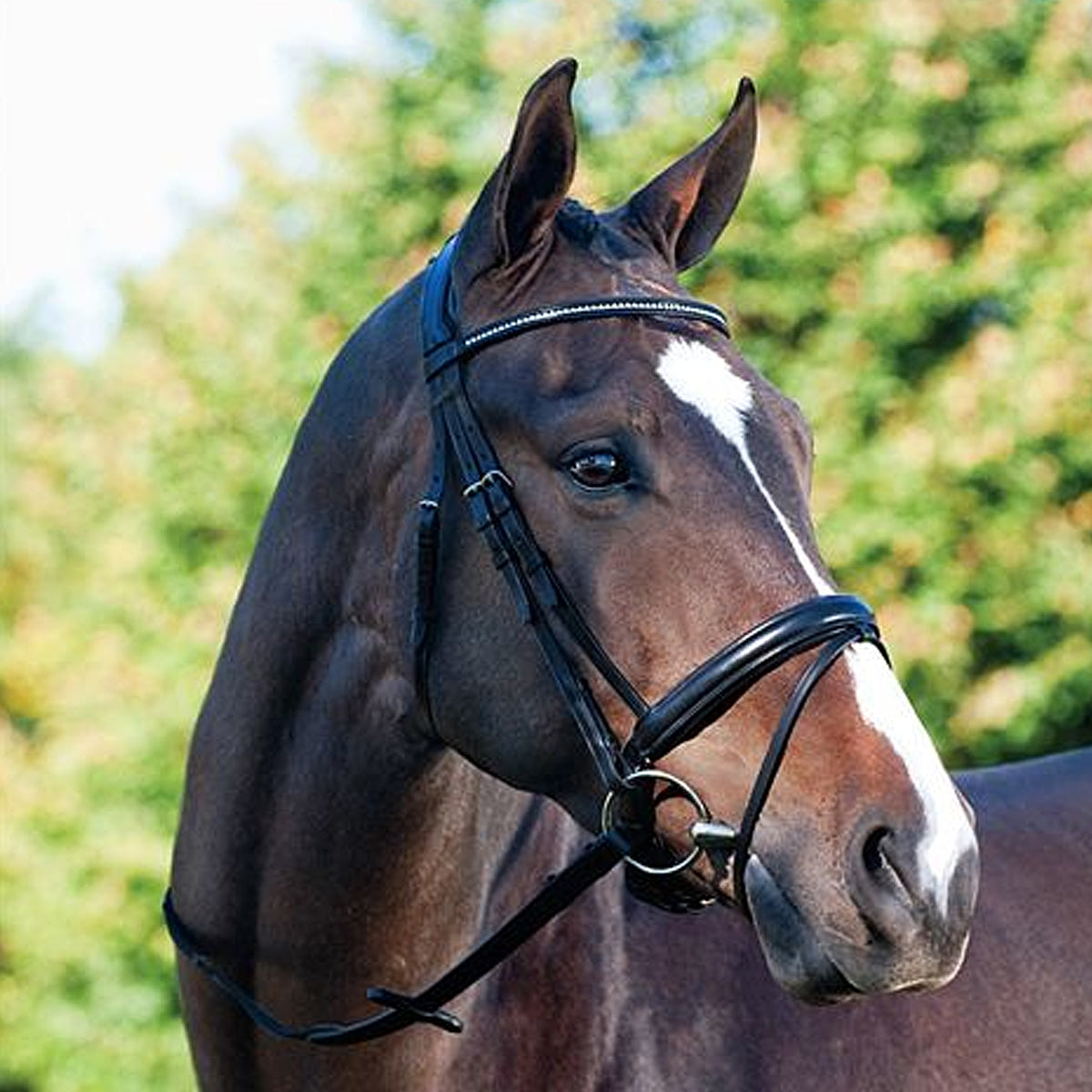 Passier Fortuna Snaffle Bridle