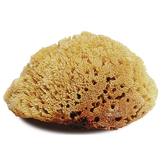 Natural Tack Sponge Large